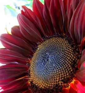 red-sunflower-rotate